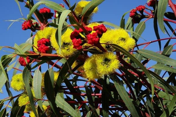 Eucalyptus oil benefits