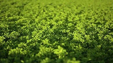 green alfalfa