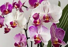 Orchid Flowers